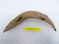 藏品(鼠鱚)的圖片